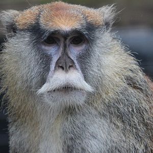Patas Monkey