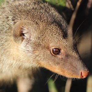 Banded Mongoose