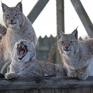Lynx Family