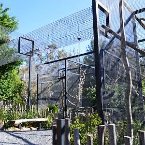 Capuchin Enclosure 01
