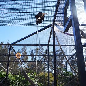 Capuchin Feeder Bucket