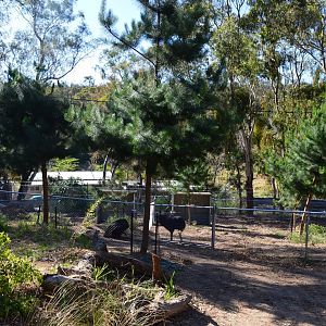 Off-Show Cassowaries