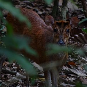 Indian barking Deer