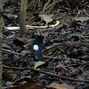 White-rumped Shama