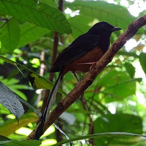White-rumped Shama