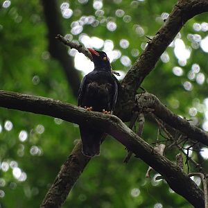 Southern Hill Myna