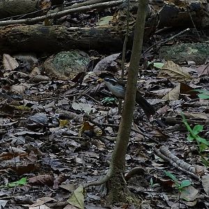 Sri Lanka Scimitar-babbler (Pomatorhinus melanurus)