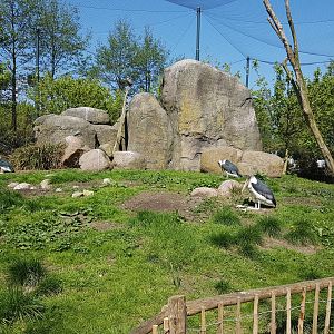 Vulture and Marabou-rock