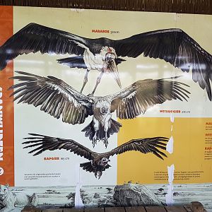 Span of several bird-species