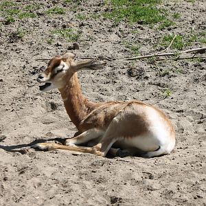 Screaming Mhorr gazelle-calf
