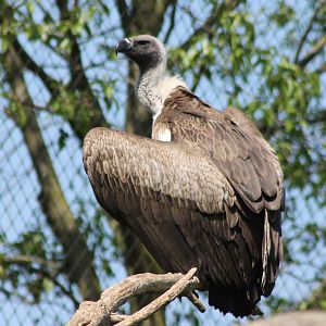 White-backed vulture