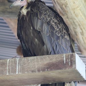 Hooded vulture