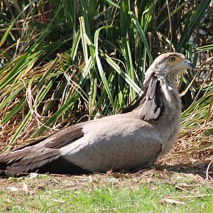 Secretary bird