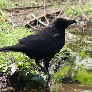 Common raven