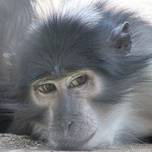White-naped mangabey