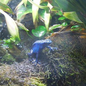Blue poison dart frog