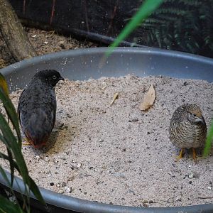 King quails