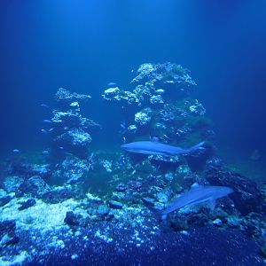 Reef sharks