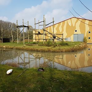 Chimp and Gorilla-building with outdoor chimp-enclosure