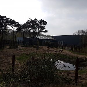 Bull-enclosure African elephant