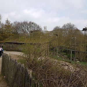 Aviary African birds