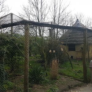 Blue-bellied roller aviary
