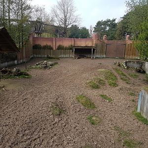 Lowland tapir-enclosure