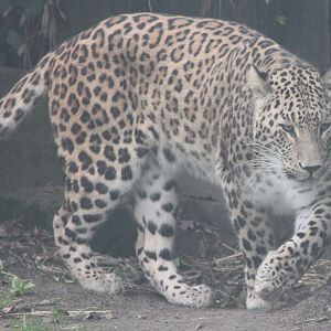 Leopard