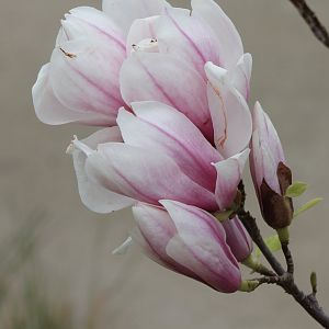 Magnolia x soulangeana