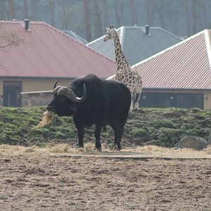 African buffalo anf Giraffe in front of new resort