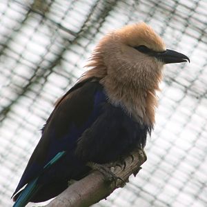 Blue-bellied roller