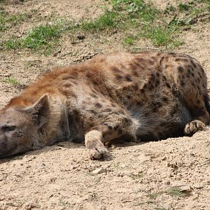 Spotted hyena