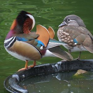 CHINA - Waterfowl Exhibit - Mandarin Duck