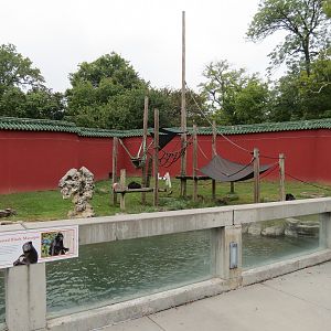 CHINA - Sulawesi Crested Black Macaque Exhibit