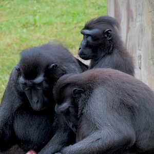 CHINA - Sulawesi Crested Black Macaque Exhibit