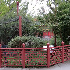 CHINA - Golden Pheasant and White-crested Laughing Thrush Exhibit