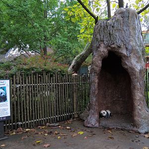 CHINA - Giant Panda Interpretive Exhibit