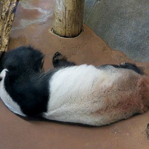 CHINA - Giant Panda Indoor Bedroom 1
