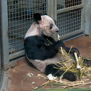CHINA - Giant Panda Indoor Bedroom 2