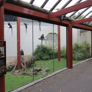 CHINA - Francois' Langur Exhibit
