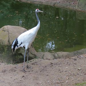 CHINA - Pere David's Deer and Red-crowned Crane Exhibit