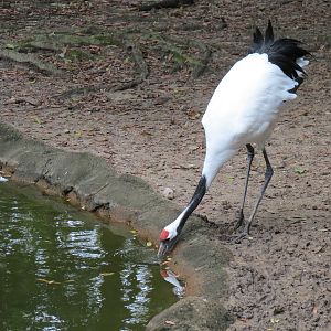CHINA - Pere David's Deer and Red-crowned Crane Exhibit