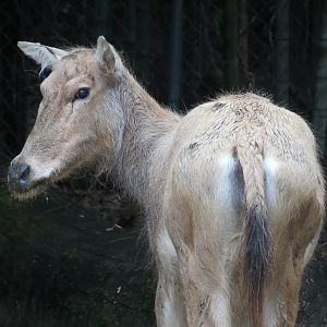 CHINA - Pere David's Deer and Red-crowned Crane Exhibit