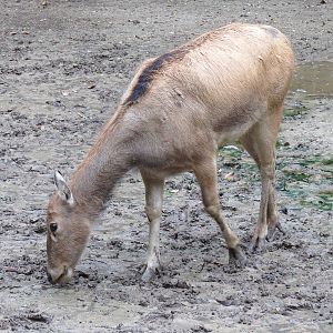 CHINA - Pere David's Deer and Red-crowned Crane Exhibit