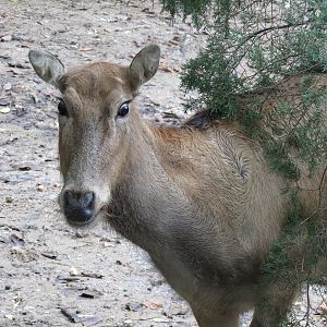 CHINA - Pere David's Deer and Red-crowned Crane Exhibit