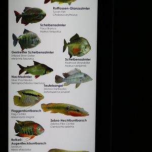 Aquarium Signage