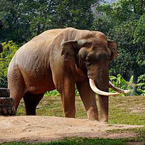 Asian elephant