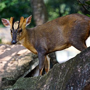 Reeves's muntjac