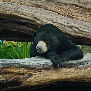 Malayan sun bear