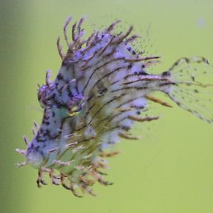 Chaetodermis penicilligerus